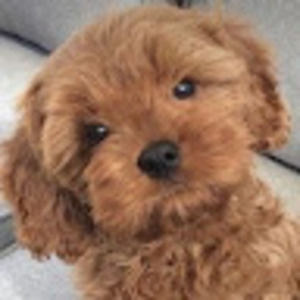 Meet your Posher, Cordelia